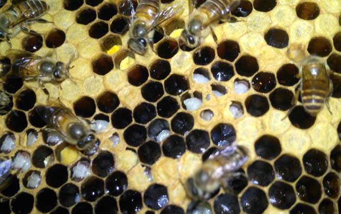 囊狀幼蟲病治療方法 囊狀幼蟲病