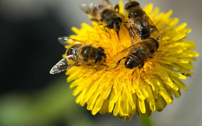 蜜蜂養殖十大忌諱 蜜蜂養殖十大忌諱