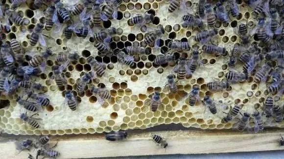 中蜂白頭病用什么藥好？(中蜂白頭蛹病的預防和治療)