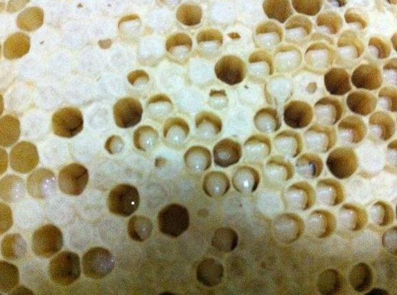 中蜂白頭病用什么藥好？(中蜂白頭蛹病的預防和治療)