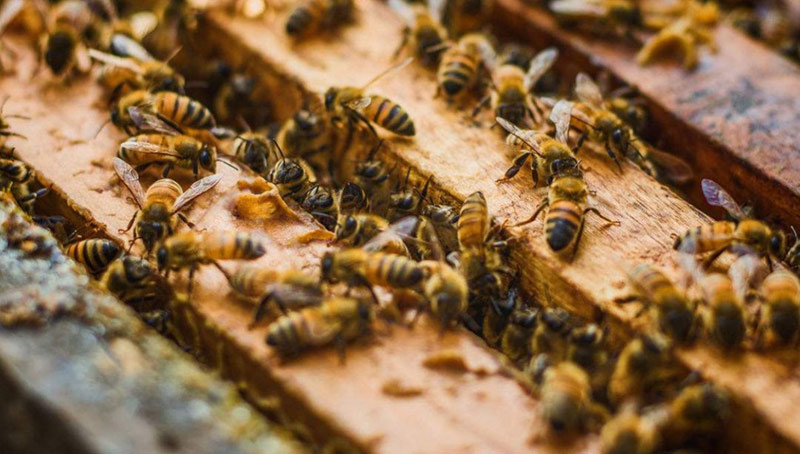 中華蜜蜂和意大利蜂蜜的區(qū)別（中蜂和意蜂蜂蜜價(jià)格差別大么？）