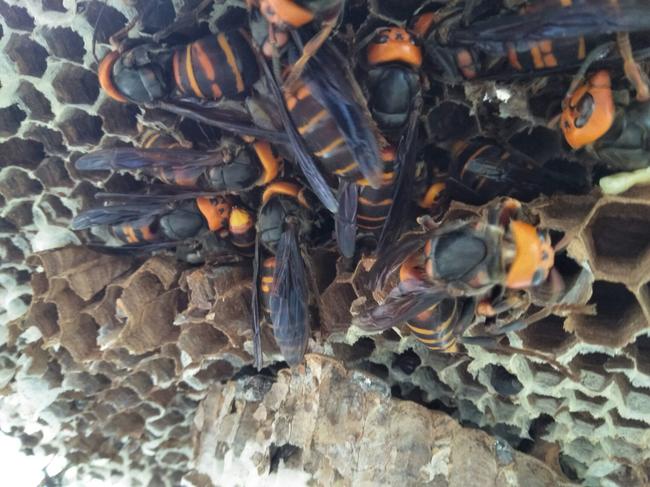 中國大虎頭蜂的生活環境（胡蜂的生活環境）