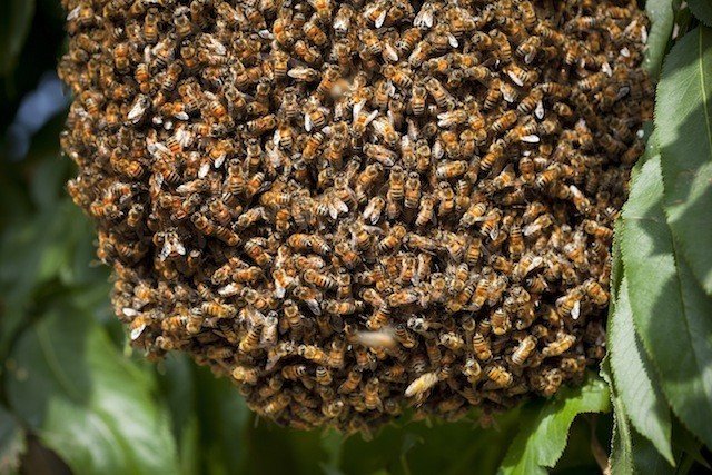 養蜂新手如何收蜂(新手第一次怎么收蜂) 養蜂新手如何收蜂(新手第一次怎么收蜂)