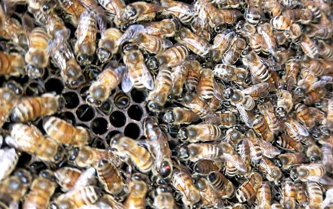 怎么治療蜂螨(治蜂螨小妙招及注意事項) 怎么治療蜂螨(治蜂螨小妙招及注意事項)