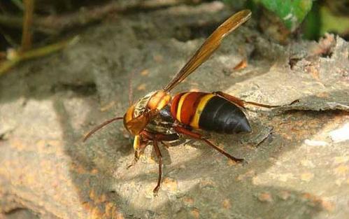 中國大虎頭蜂的蜂窩有什么用（大虎頭蜂蜂窩的藥用價值）