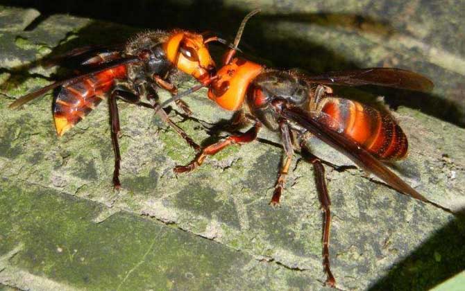 中國(guó)大虎頭蜂毒性（中國(guó)大虎頭蜂的毒性強(qiáng)嗎？）