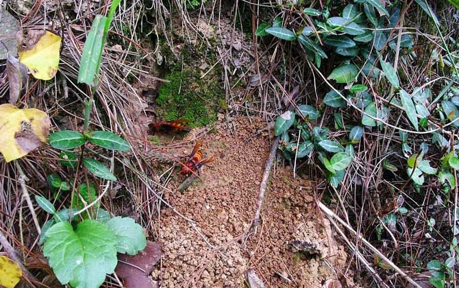 中國(guó)大虎頭蜂毒性（中國(guó)大虎頭蜂的毒性強(qiáng)嗎？）