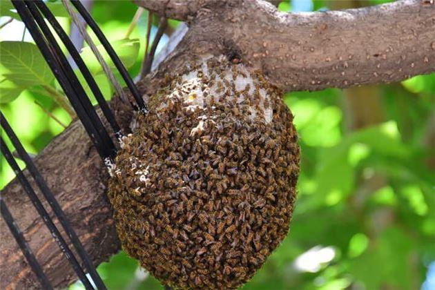 蜜蜂窩是什么做成的？(蜜蜂窩的形成材料)