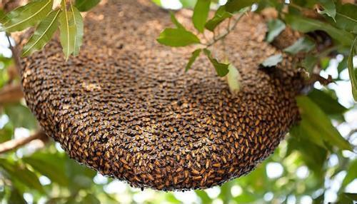 蜜蜂窩是什么做成的？(蜜蜂窩的形成材料)