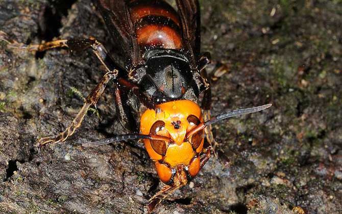 虎頭蜂和黃蜂有什么區別(虎頭蜂和黃蜂的對比) 虎頭蜂和黃蜂有什么區別(虎頭蜂和黃蜂的對比)