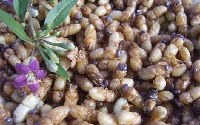 雄蜂蛹是怎么生產(chǎn)的(雄蜂蛹的作用和功效) 雄蜂蛹是怎么生產(chǎn)的(雄蜂蛹的作用和功效)