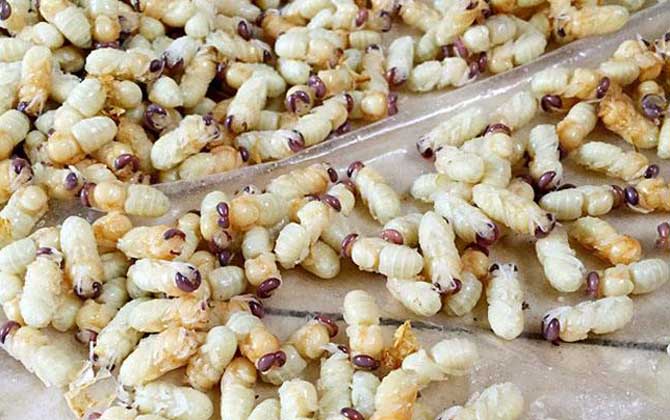 雄蜂蛹是怎么生產(chǎn)的(雄蜂蛹的作用和功效) 雄蜂蛹是怎么生產(chǎn)的(雄蜂蛹的作用和功效)