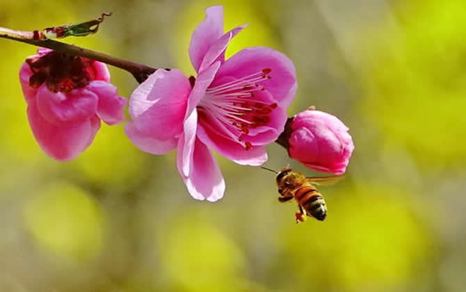 新手養(yǎng)蜂 新手養(yǎng)蜂