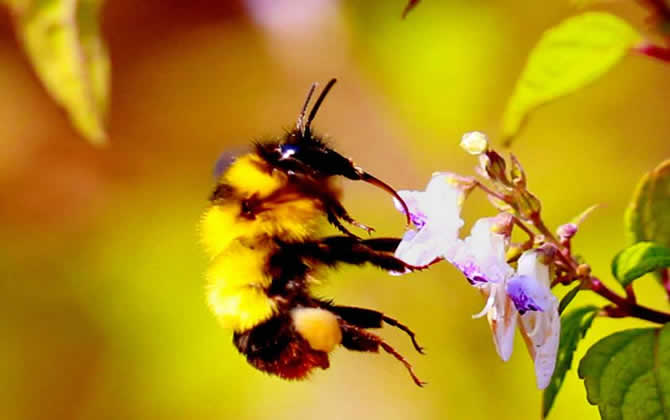 新手養(yǎng)蜂 新手養(yǎng)蜂