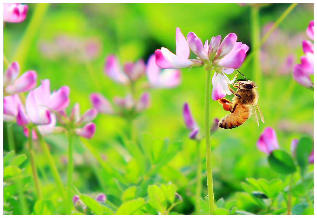 什么時候開始學養(yǎng)蜂最好（什么時候養(yǎng)蜂最合適）