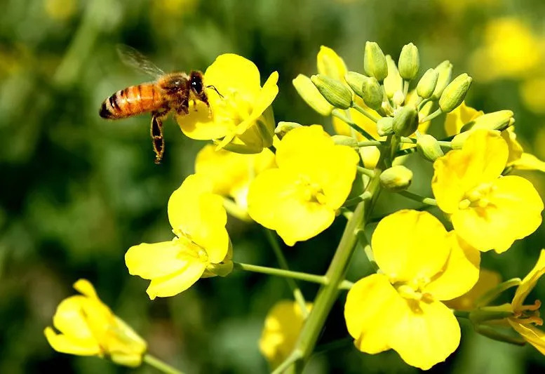 家庭養蜂技術新手入門(家庭養蜂需要什么條件) 家庭養蜂技術新手入門(家庭養蜂需要什么條件)