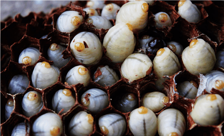 一年什么時候有蜂蛹(蜂蛹在什么季節(jié)才有) 一年什么時候有蜂蛹(蜂蛹在什么季節(jié)才有)