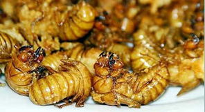 一年什么時候有蜂蛹(蜂蛹在什么季節(jié)才有) 一年什么時候有蜂蛹(蜂蛹在什么季節(jié)才有)