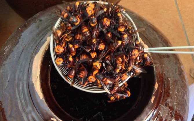 中國大虎頭蜂可以泡酒喝嗎（虎頭蜂酒的功效）