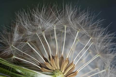 蒲公英蜜的功效和作用(可曾聽說稀有蜜種蒲公英蜜) 蒲公英蜜的功效和作用(可曾聽說稀有蜜種蒲公英蜜)