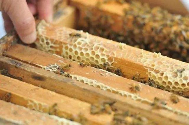 蜜蜂歐洲幼蟲(chóng)病如何防治？