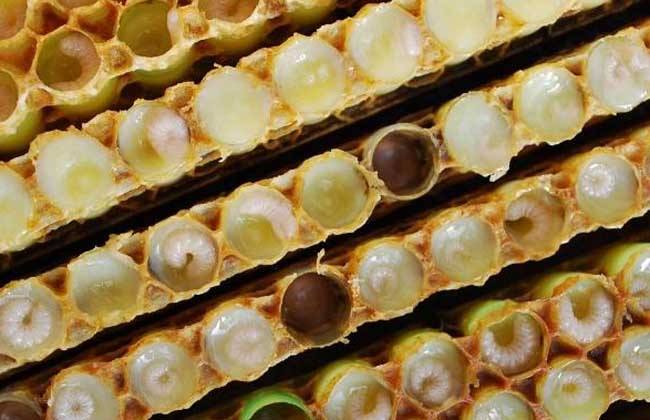 蜜蜂歐洲幼蟲(chóng)病如何防治？