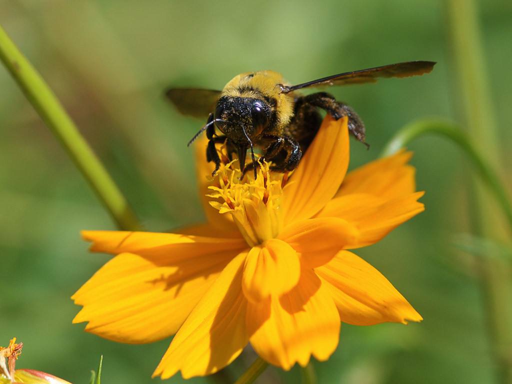 蜜蜂歐洲幼蟲(chóng)病如何防治？
