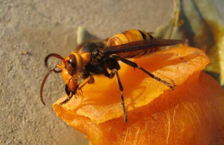 蜂蜜面膜禁忌及注意事項(蜂蜜面膜的禁忌有哪些) 蜂蜜面膜禁忌及注意事項(蜂蜜面膜的禁忌有哪些)