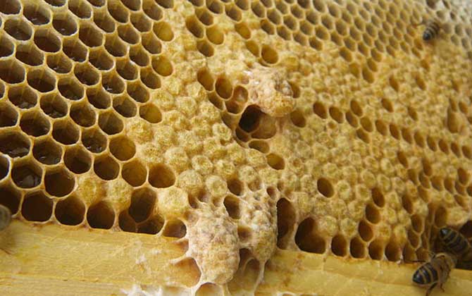 新手養蜂怎樣起王臺？（怎樣讓蜜蜂自己起王臺）