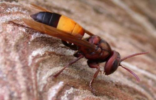 中國大虎頭蜂的養(yǎng)殖技術（怎么養(yǎng)殖虎頭蜂）