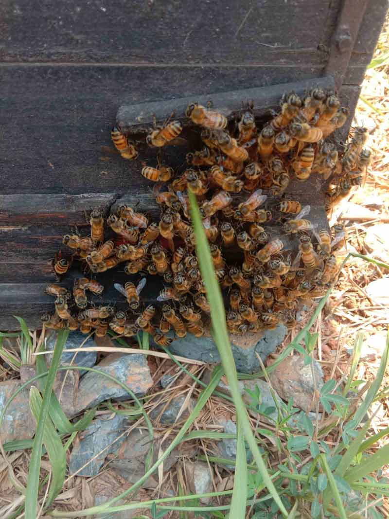 中華蜜蜂和意大利蜂蜜的價格表（中蜂和意蜂不同地區(qū)的價格差異）