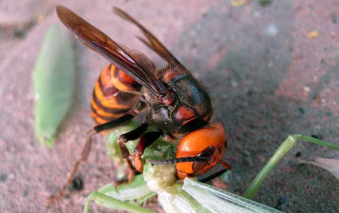 虎頭蜂蜂王與工蜂怎么區分（虎頭蜂怎么區分蜂王）