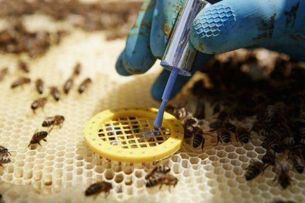 新手養蜂不會育王怎么辦(新手養蜂育蜂王技術) 新手養蜂不會育王怎么辦(新手養蜂育蜂王技術)