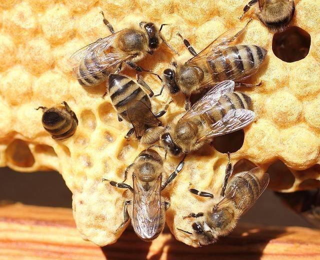 新手養蜂不會育王怎么辦(新手養蜂育蜂王技術) 新手養蜂不會育王怎么辦(新手養蜂育蜂王技術)