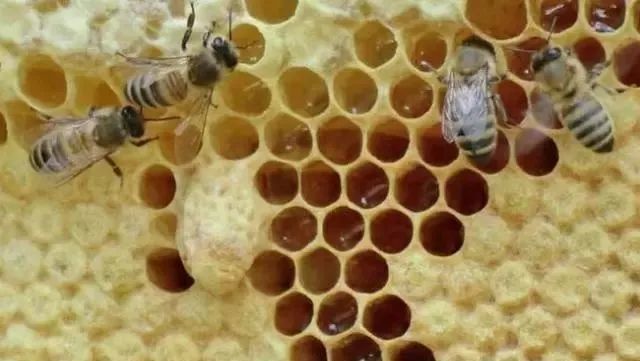 新手養蜂不會育王怎么辦(新手養蜂育蜂王技術) 新手養蜂不會育王怎么辦(新手養蜂育蜂王技術)