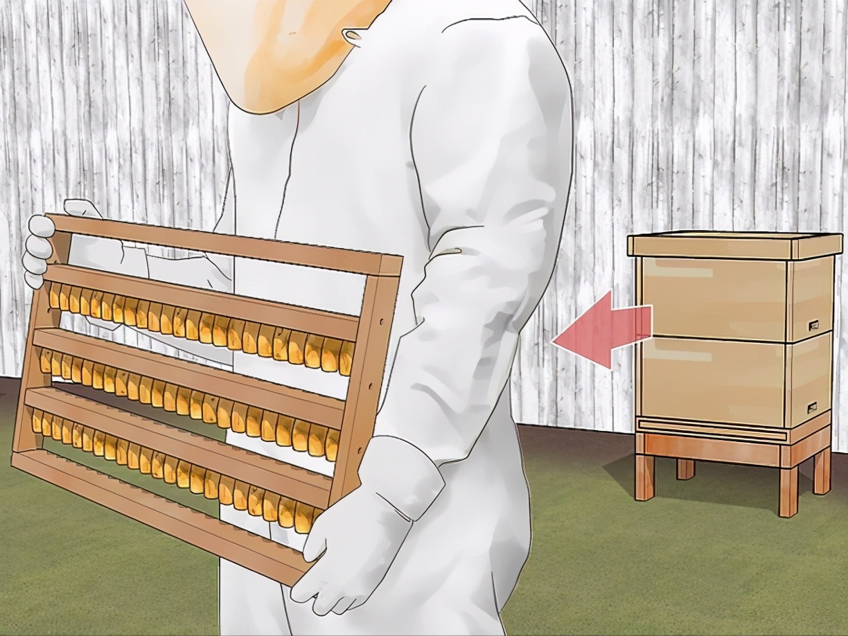 蜂王漿蜜蜂是怎么儲存起來的（蜂王漿的收獲和儲存過程）