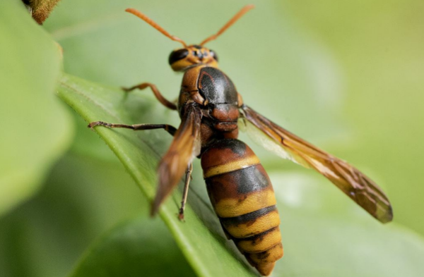 打死一只馬蜂會報復(fù)嗎（打死馬蜂會被其他馬蜂報復(fù)嗎）