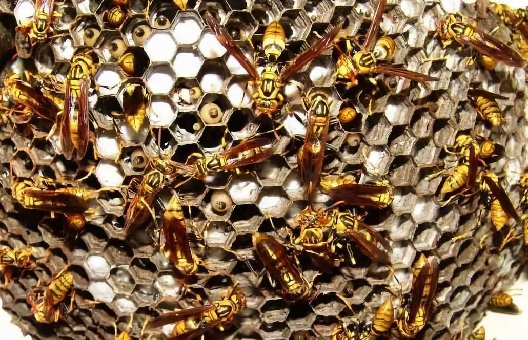 打死一只馬蜂會報復(fù)嗎（打死馬蜂會被其他馬蜂報復(fù)嗎）