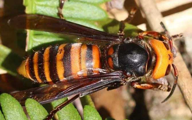 怎樣防止中國大虎頭蜂吃蜜蜂（虎頭蜂吃蜂蜜怎么解決）