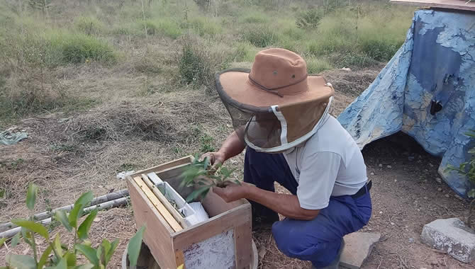 噠螨靈對(duì)蜜蜂有害嗎(噠螨靈對(duì)蚜蟲(chóng)有效嗎) 噠螨靈對(duì)蜜蜂有害嗎(噠螨靈對(duì)蚜蟲(chóng)有效嗎)