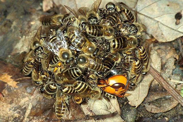 虎頭蜂和蜜蜂誰厲害(虎頭蜂有多狠?) 虎頭蜂和蜜蜂誰厲害(虎頭蜂有多狠?)