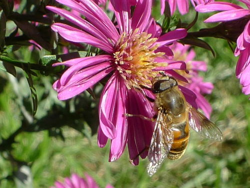 想養蜂從這些基礎做起(新手養蜂入門及注意事項) 想養蜂從這些基礎做起(新手養蜂入門及注意事項)