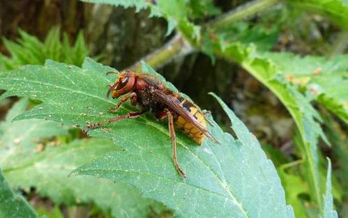 中國大虎頭蜂蜂王壽命有多久（大虎頭蜂蜂王能活多久）