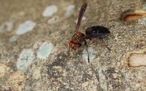 中國大虎頭蜂蜂王壽命有多久（大虎頭蜂蜂王能活多久）