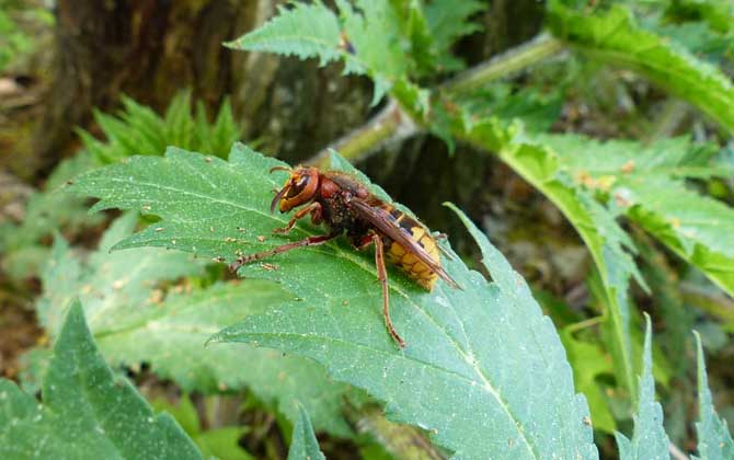 被黃蜂蟄到的多長時間內是危險期
