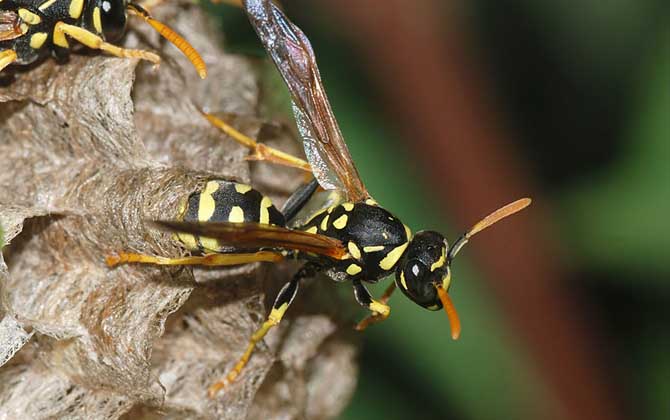 被黃蜂蟄到的多長時間內是危險期