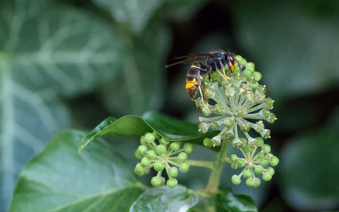 被黃蜂蟄到的多長時間內是危險期