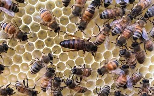 自然換王會有幾個王臺(利用自然王臺換王) 自然換王會有幾個王臺(利用自然王臺換王)