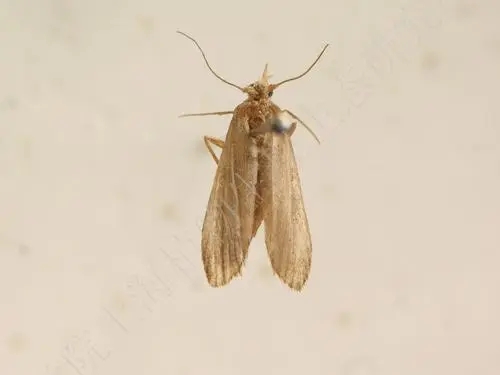 蜜蜂頭上有白的是什么原因 蜜蜂頭上有白的是什么原因