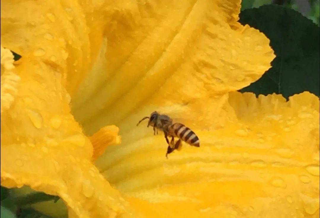 養蜂新手怎么管理(新手養蜂入門及注意事項) 養蜂新手怎么管理(新手養蜂入門及注意事項)